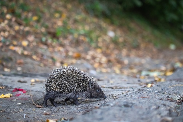 亚卡姆的爆 亚卡姆的爆
